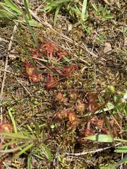 Drosera rotundifolia