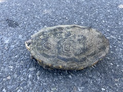 Malaclemys terrapin macrospilota