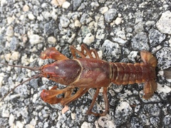 Cambarus pyronotus
