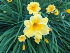 Hemerocallis