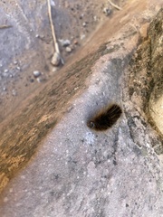 Pseudohemihyalea labecula