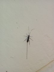 Dotocryptus bellicosus