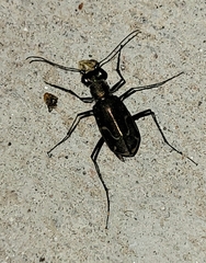 Cicindela tenuisignata