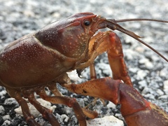 Cambarus pyronotus
