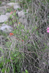 Bouvardia tenuifolia