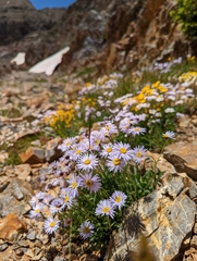 Erigeron leiomerus