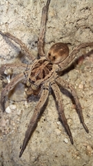Lycosa hispanica