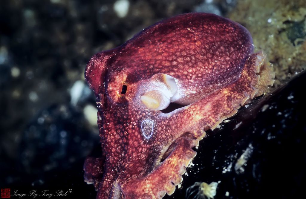 Ocellate Octopuses