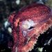Ocellate Octopuses - Photo (c) Tony Shih, some rights reserved (CC BY-ND)