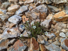 Minuartia micrantha