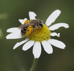 Andrena leucolippa
