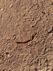 Glycera dibranchiata