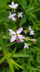 Matthiola longipetala