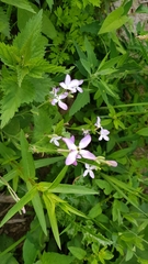 Matthiola longipetala