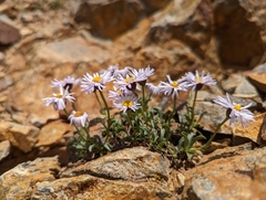 Erigeron leiomerus