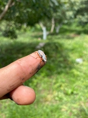 Macrodactylus mexicanus