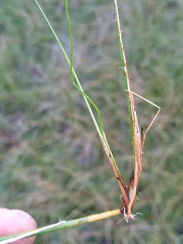 Image of Eleocharis melanocarpa by (c) Scott Ward, some rights reserved (CC BY)