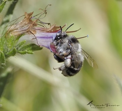 Anthophora atroalba