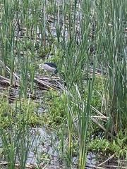 Nycticorax nycticorax