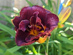 Hemerocallis
