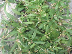 Mollugo verticillata