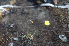 Saxifraga hirculus