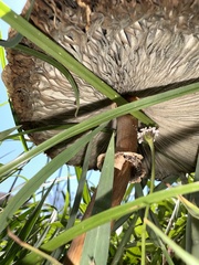 Chlorophyllum molybdites