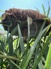 Chlorophyllum molybdites