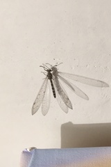 Neuroleon egenus