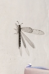 Neuroleon egenus