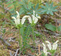 Pedicularis capitata