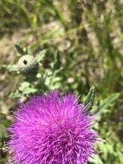 Cirsium flodmanii