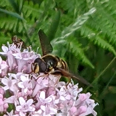 Sericomyia