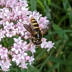Sericomyia