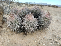 Homalocephala polycephala