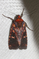Perigea ignitincta