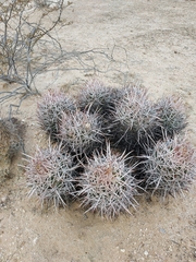 Homalocephala polycephala