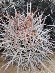 Homalocephala polycephala