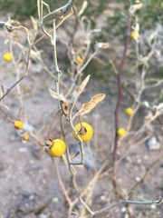 Solanum elaeagnifolium