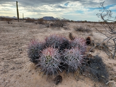 Homalocephala polycephala