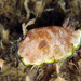 Goniobranchus albopunctatus - Photo (c) Chad Ordelheide，保留部份權利CC BY-SA