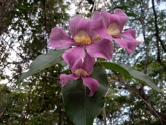 Bignonia aequinoctialis