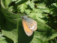 Coenonympha gardetta darwiniana