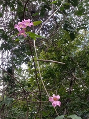 Bignonia aequinoctialis