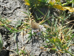 Tharsalea xanthoides