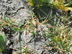 Tharsalea xanthoides