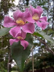 Bignonia aequinoctialis