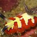 Faithful Sea Slug - Photo (c) Steve Childs, some rights reserved (CC BY)