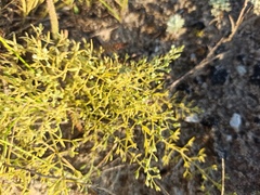 Thesium ramosum