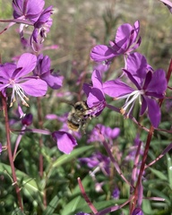 Bombus frigidus